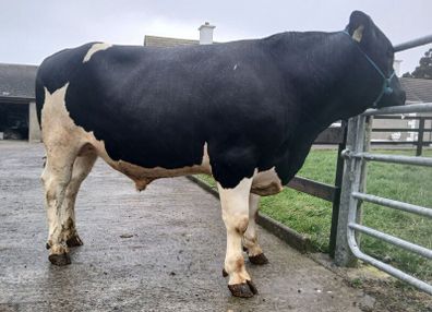 Kilkenny bull sale Mountain Friesians