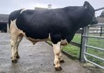Kilkenny bull sale Mountain Friesians