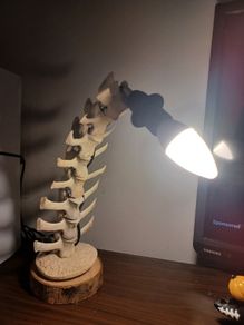 Sheep spine Lamp