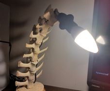 Sheep spine Lamp