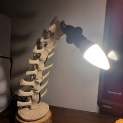 Sheep spine Lamp