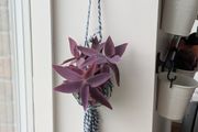 Tradescantia purpurea in hanging pot