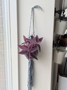 Tradescantia purpurea in hanging pot