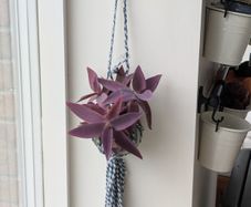 Tradescantia purpurea in hanging pot