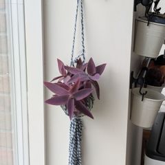 Tradescantia purpurea in hanging pot