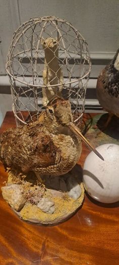 2 Taxidermy Birds