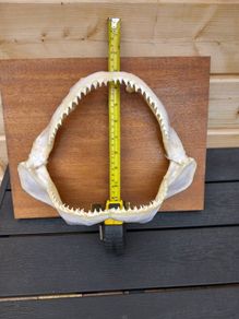 silky shark jaw