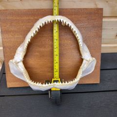 silky shark jaw