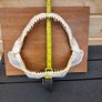 silky shark jaw, lemon shark jaw, big nose shark jaw Image 3