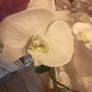 Orchids Image 5