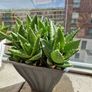 Aloe succulent Image 2