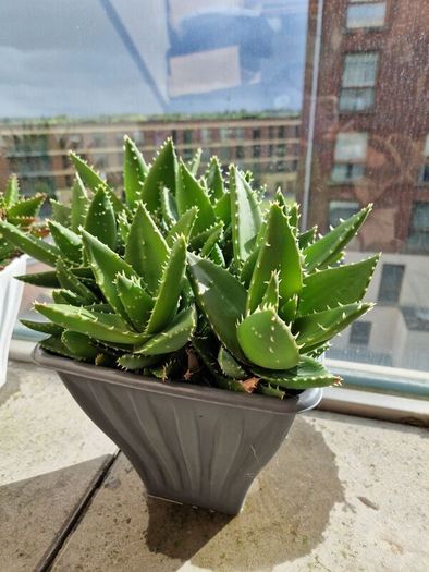 Aloe succulent