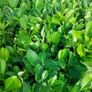 Laurel Hedging Image 6