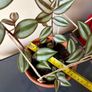 Tradescantia plant Image 4