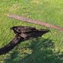 Ancient Bog Oak from Co.Kildare Bog Image 7