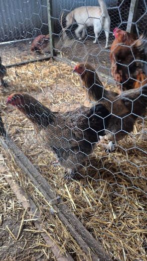 Fertile Hatching Eggs