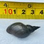 1 x Great Pond Snails, Lymnaea Stagnalis, Freshwater Snail, Pond and Tank Clean Up Image 5