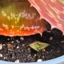 Aloe Maculata (Soap Aloe) Mature Plant for Sale Image 6