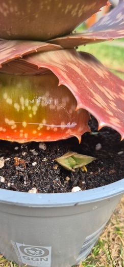 Aloe Maculata (Soap Aloe) Mature Plant for Sale