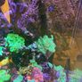 Reef Corals Image 5