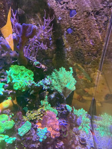 Reef Corals