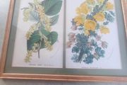 Framed double Botanical Print of  flowers still life.