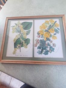 Framed double Botanical Print of  flowers still life.