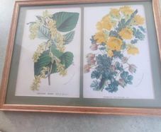 Framed double Botanical Print of  flowers still life.