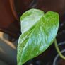 No.80 Monstera Albo baby Image 5