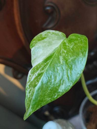 No.80 Monstera Albo baby