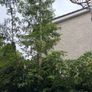 free tree to take away Image 2
