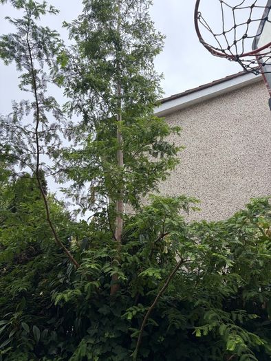 free tree to take away
