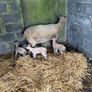 Ewe and 3 lambs Image 3