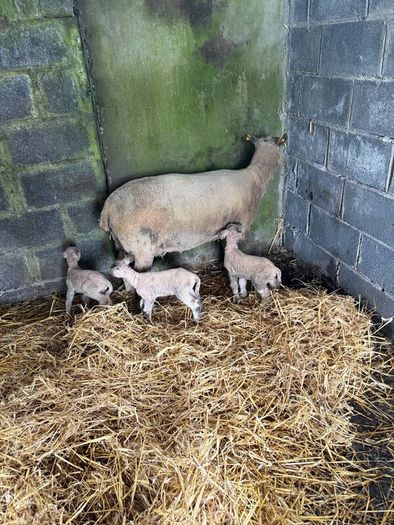 Ewe and 3 lambs