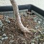 Native Irish Hawthorn Bonsai #1 Image 6
