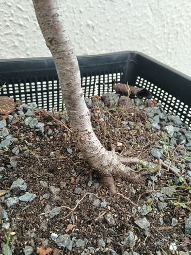 Native Irish Hawthorn Bonsai #1