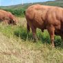 Top Quality Pedigree Registered Limousin Bulls Image 5