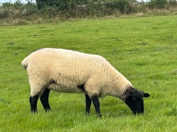 Suffolk Mule Ewe Hoggets