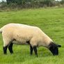 Suffolk Mule Ewe Hoggets Image 3