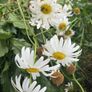 Flowers perennial daisies Image 6