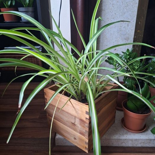Healthy Spider Plant in Wooden Planter