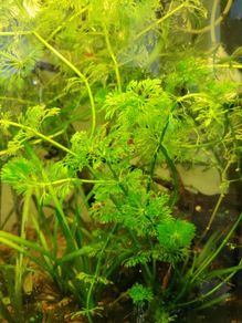 aquarium plants