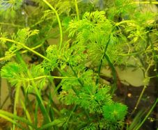 aquarium plants