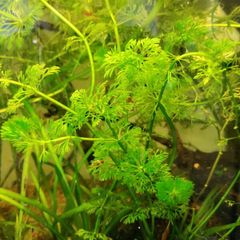 aquarium plants