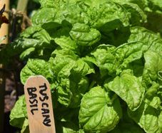 (B) Basil Tuscany seeds 1g (210664)