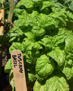 (B) Basil Tuscany seeds 1g (210664)