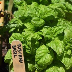 (B) Basil Tuscany seeds 1g (210664)