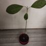 Avocado Tree Image 9