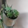 vintage planter plant arrangement in the ceramic pot Image 5