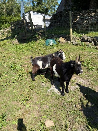 2 Pygmy bucks
